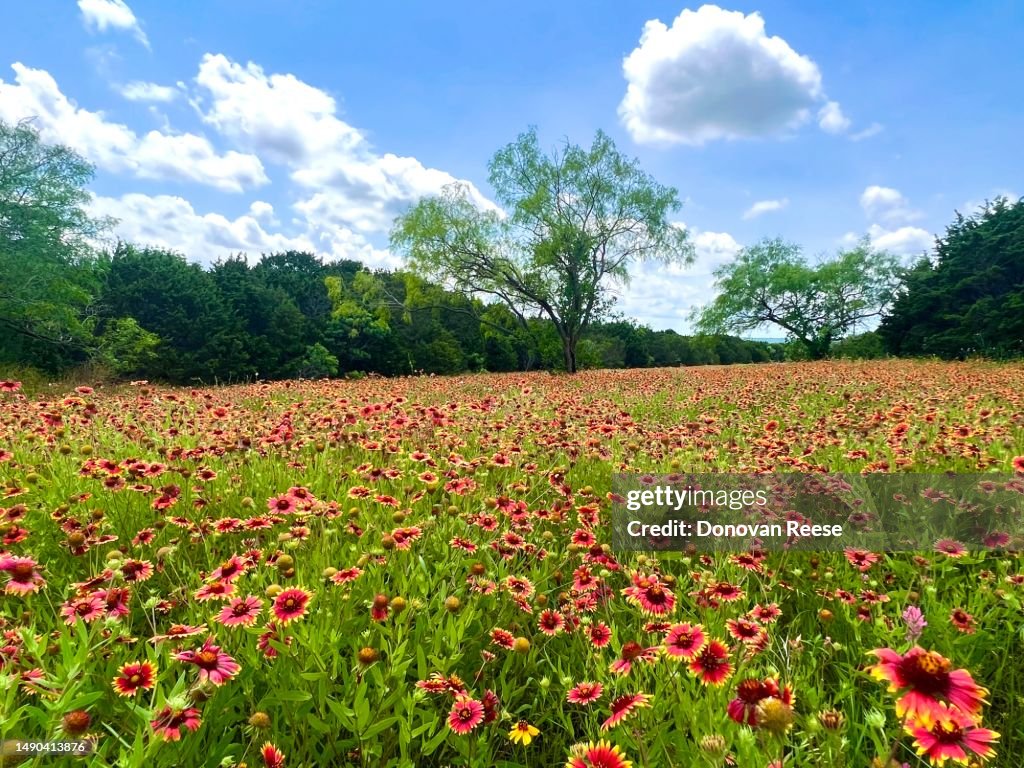 Texas Hill Country. Indian Blanket wildflower field