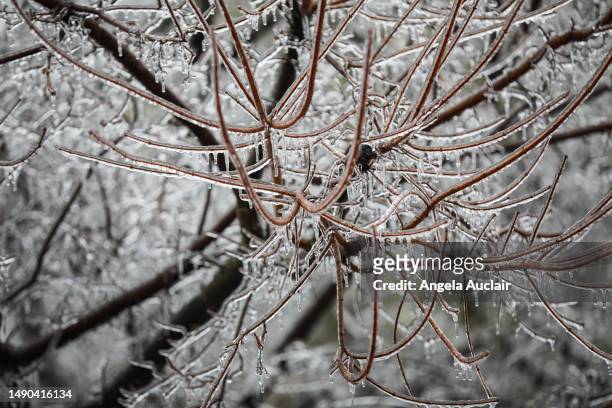 montreal ice storm 2023 - angela auclair stock pictures, royalty-free photos & images