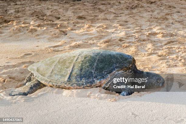 48 Green Sea Turtle Hal Beral Stock Photos, High-Res Pictures, and ...