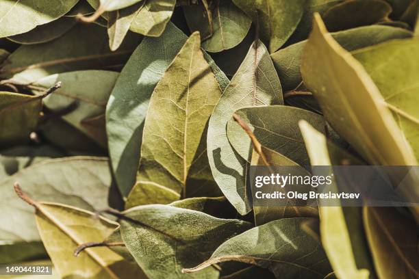 dry bay leaves close-up. dried aromatic condiment for culinary - bay leaf stock-fotos und bilder