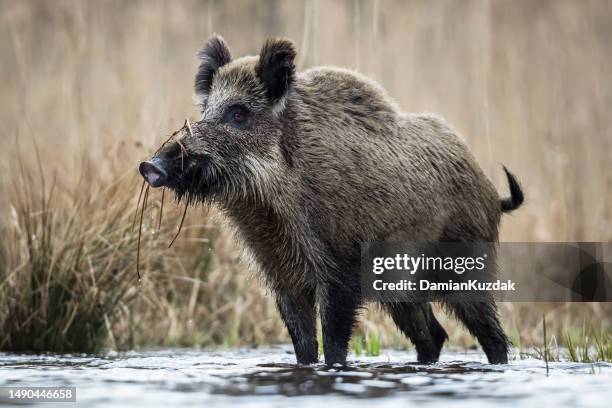 wildschwein (sus scrofa), eurasisches wildschwein. - wildschwein stock-fotos und bilder