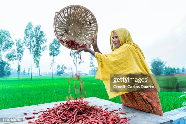 woman in bangladesh working on red chili pepper field - chili woman ストックフォトと画像