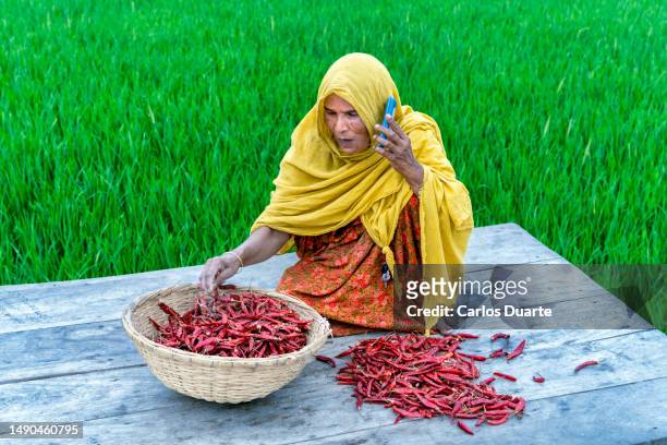 woman in bangladesh working on red chili pepper field and calling her daughter. - chili woman ストックフォトと画像