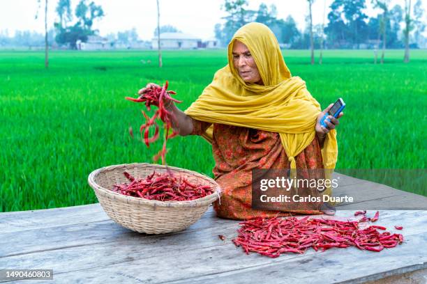 woman in bangladesh working on red chili pepper field - chili woman ストックフォトと画像