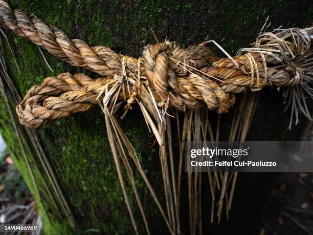 Tree Eating Rope Shrine Rope Photos and Premium High Res Pictures - Getty Images
