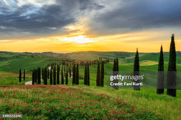 tuscany - zypresse stock-fotos und bilder