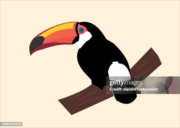 toucan bird - toucan stock illustrations