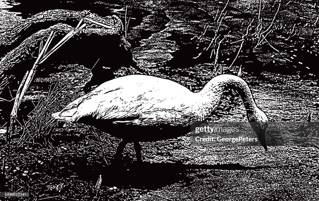 Trumpeter Swan