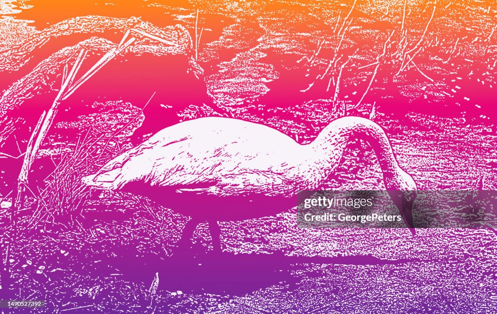 Trumpeter Swan