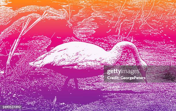trumpeter swan - trumpeter swan stock illustrations