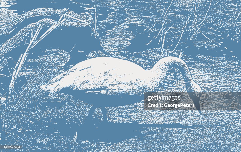 Trumpeter Swan