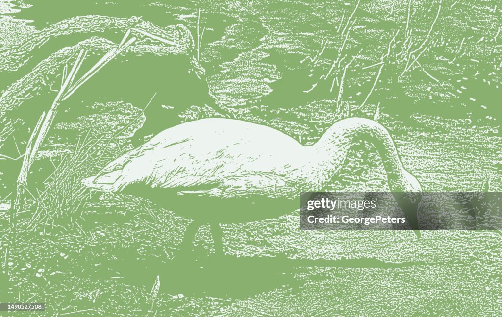 Trumpeter Swan
