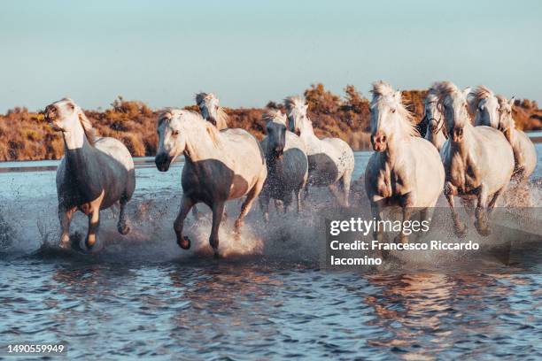 wild white horses of camargue running in water - camargue horses stock pictures, royalty-free photos & images