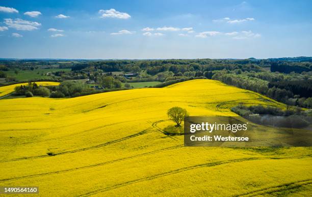 aerial view of oilseed rape field - canola stock pictures, royalty-free photos & images