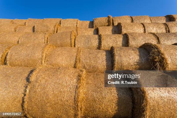 piled hay bales on a field against blue sky - stubble texture stock pictures, royalty-free photos & images