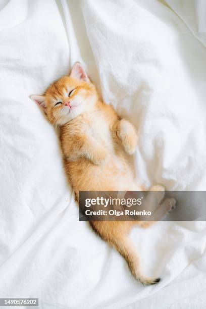 purebred scottish straight golden shaded chinchilla kitten sleeping lying on back on a white sheet, top view - kitten stockfoto's en -beelden