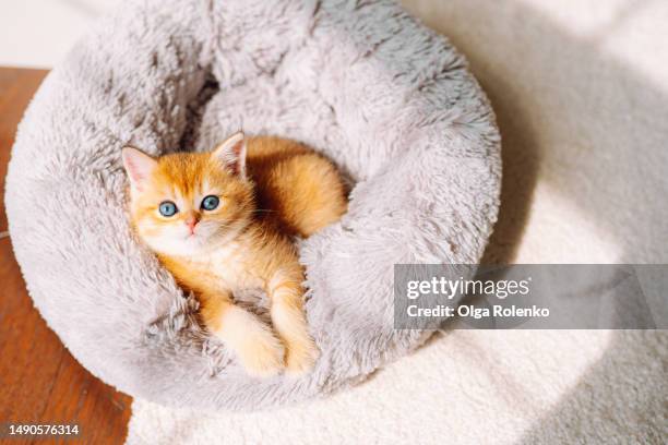 relaxed scottish straight golden shaded chinchilla kitten with blue eyeslying on a soft cat bedding and looking up - tabby bildbanksfoton och bilder