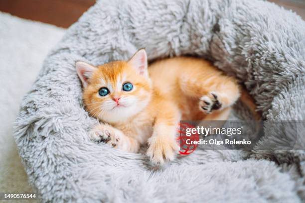 playful ginger kitten with blue eyeslying on a soft cat bedding with toy and looking up - schotse-vouwoorkat stockfoto's en -beelden