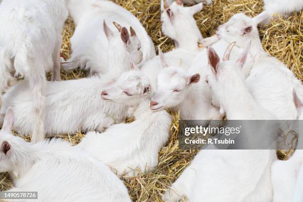 domestic goats in the farm - getkilling bildbanksfoton och bilder