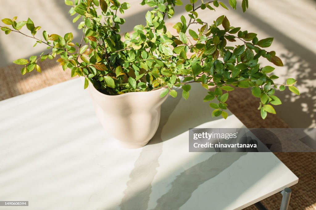 Overhead view of a vase filled with green foliage on a table in a living room