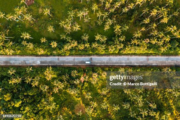 car driving on straight road among palm trees, philippines - philippines aerial stock pictures, royalty-free photos & images