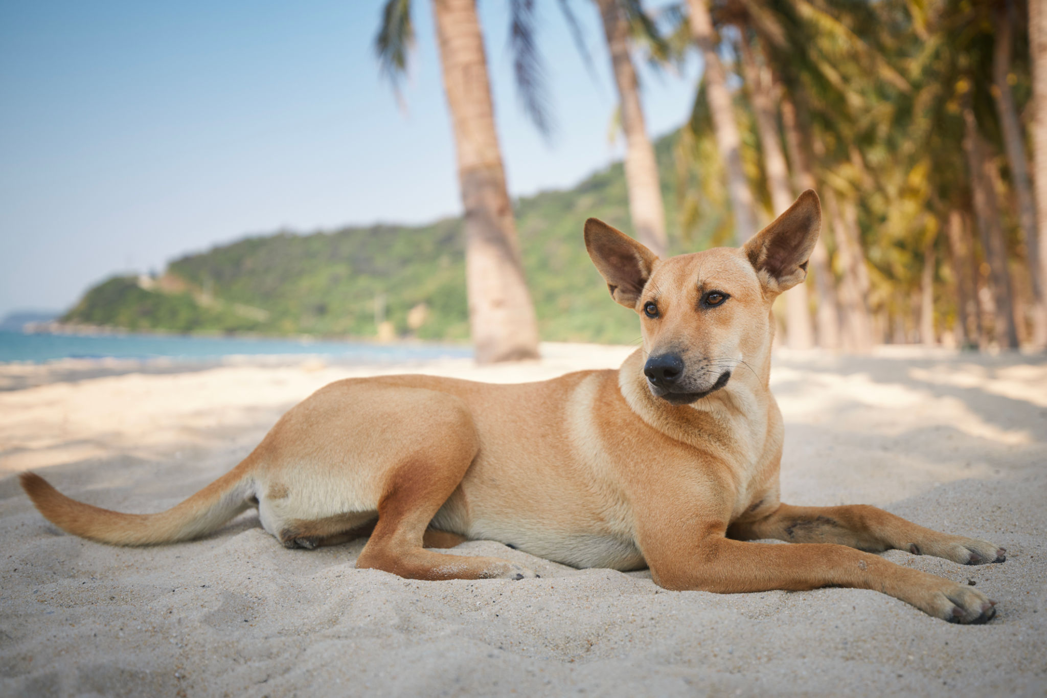 Cute dog lying under palm trees on idyllic sand beach Cute dog lying under palm trees on idyllic sand beach