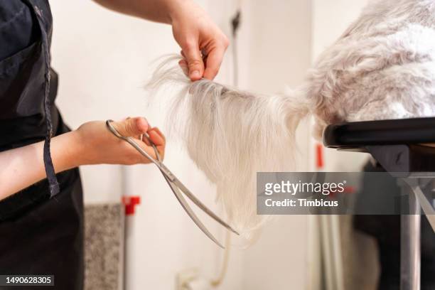 maltese dog at pet grooming saloon - pure bred dog stock pictures, royalty-free photos & images