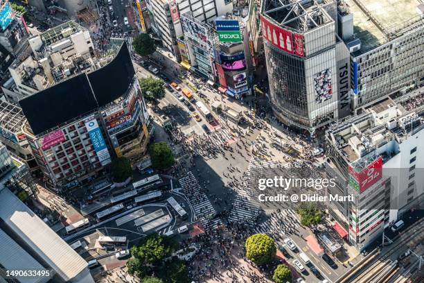 shibuya crossing in tokyo in japan - cruzamento de shibuya imagens e fotografias de stock