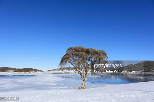 single eucalyptus tree growing next to a frozen lake. alpine region of victoria. falls creek. victoria. australia. - snow victoria australia stock pictures, royalty-free photos & images