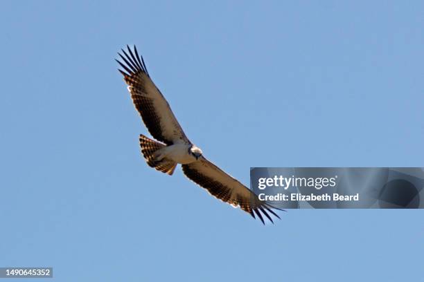 juvenile martial eagle soaring at kruger national park - grote-vijf-wilde-dieren stockfoto's en -beelden