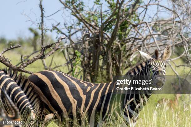 plains zebra with flehmen response, kruger national park - flehmen behaviour stock pictures, royalty-free photos & images