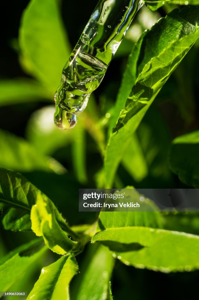 Close-up pipette with face serum or essential oil on green leaves background.
