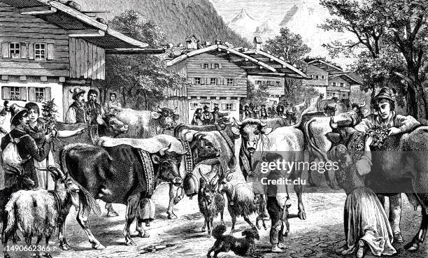 transhumance on an alp, sennalpe, upper bavaria - transhumance stock illustrations