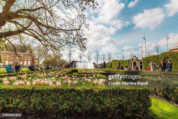 rijksmuseum gardens full of light pink tulips in springtime - amsterdam, netherlands - noord holland stock pictures, royalty-free photos & images