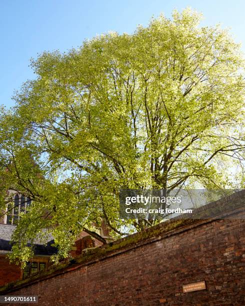 cambridge & surrounding areas. spring - cambridge university stock pictures, royalty-free photos & images