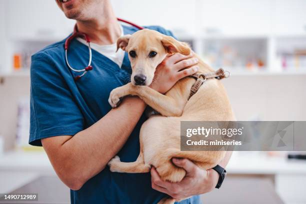 portrait d’un chiot effrayé entre les mains d’un vétérinaire à l’hôpital vétérinaire - jeune animal photos et images de collection
