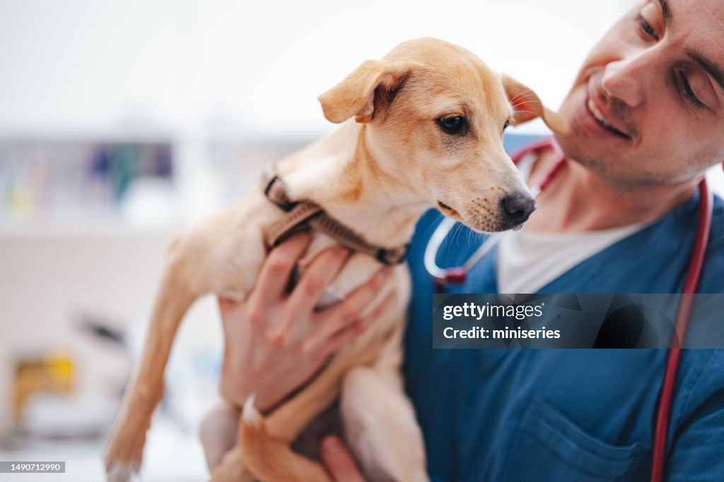Männlicher Tierarzt, der einen niedlichen gelben Welpen hält und streichelt