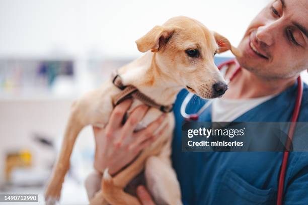 vétérinaire mâle tenant et caressant un chiot jaune mignon - vétérinaire photos et images de collection