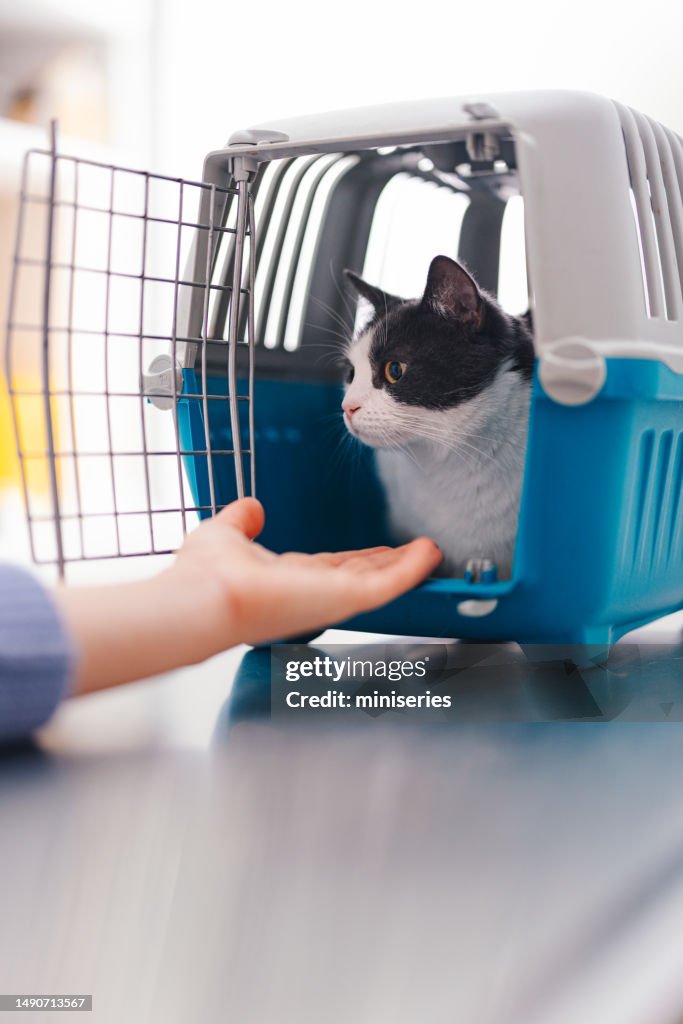 Close Up Shot of a Cat Lying in the Pet Carrier