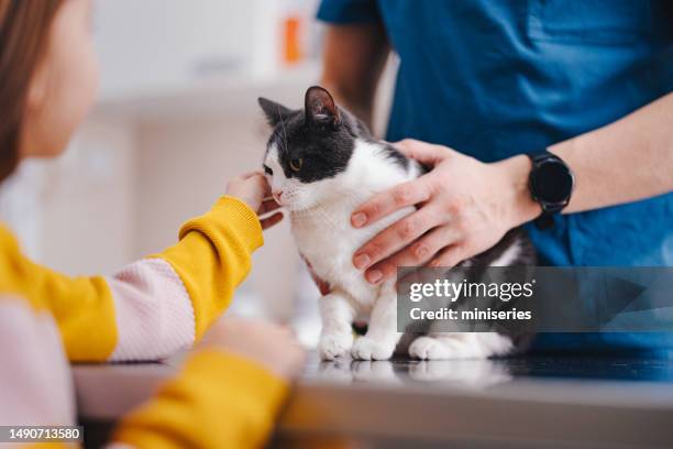 cute little cat being examined at the vet’s office - vet with kitten stock pictures, royalty-free photos & images