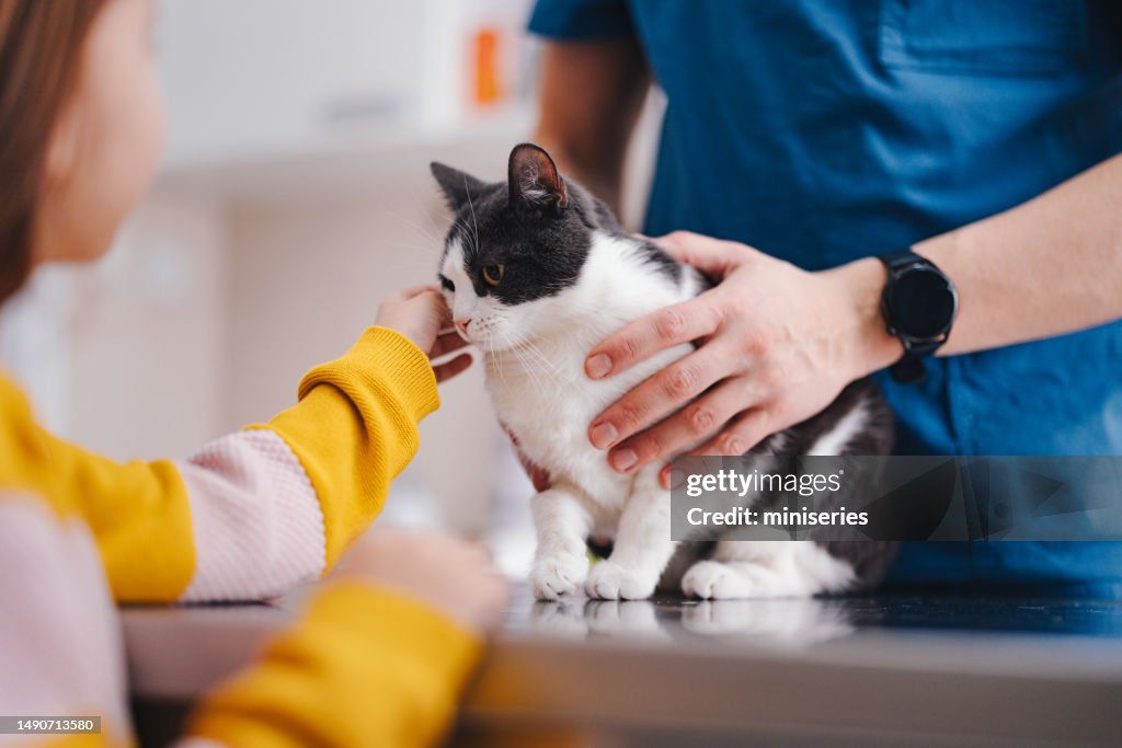 Cute Little Cat Being Examined at the Vet’s Office