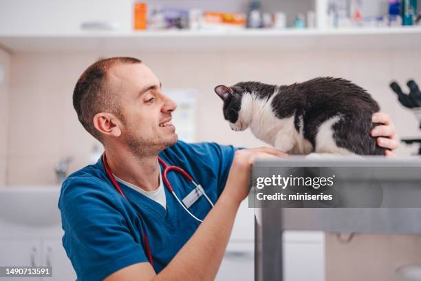 cheerful male vet examining the cute little cat at the office - veterinaria imagens e fotografias de stock