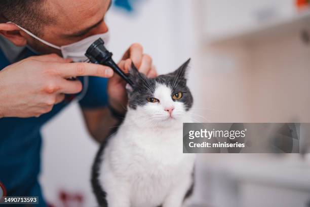 ein anonymer tierarzt, der die ohren der katze in der tierklinik untersucht - animal ear stock-fotos und bilder
