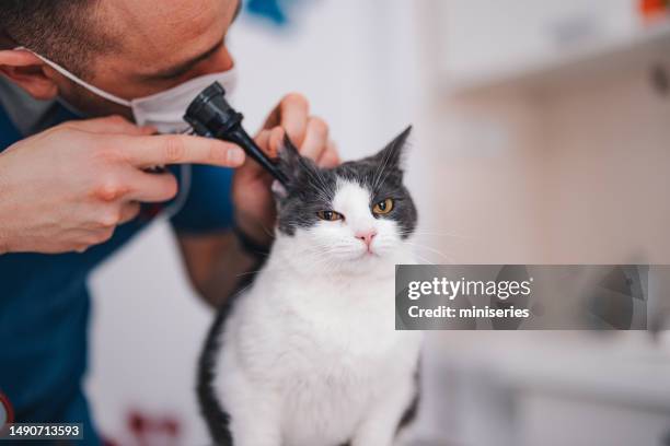 un veterinario anónimo revisando las orejas de gato en el hospital de animales - cat ears fotografías e imágenes de stock
