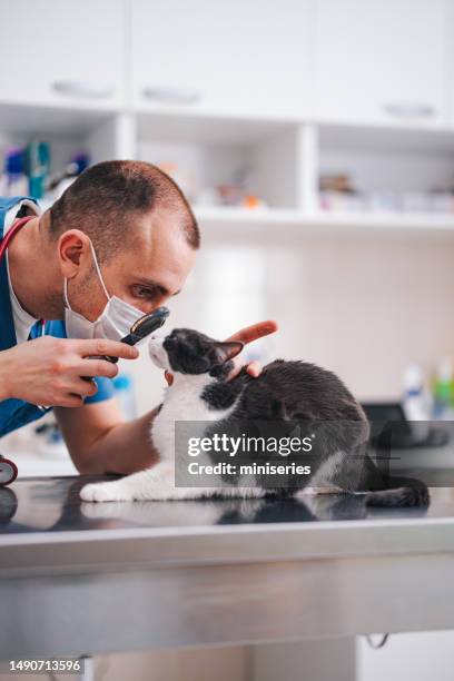 close up shot of a male vet doing a ophthalmic exam on a cat - vet with kitten stock pictures, royalty-free photos & images