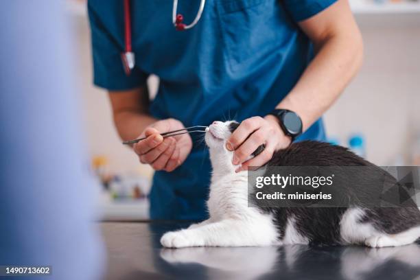 close up photo of man's hands giving parasites pill to a cat at the clinic - hand over mouth stock pictures, royalty-free photos & images