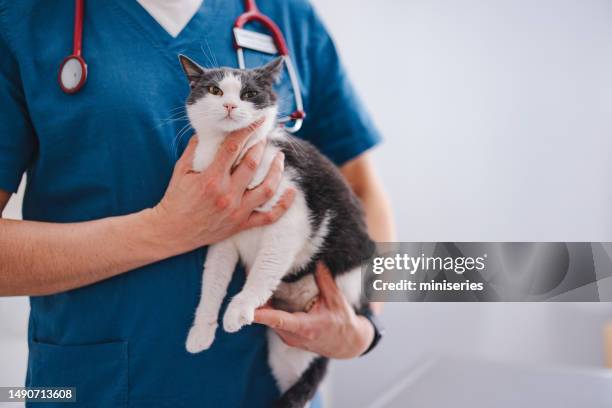 retrato de um gato nas mãos do veterinário no hospital animal - animal hospital - fotografias e filmes do acervo