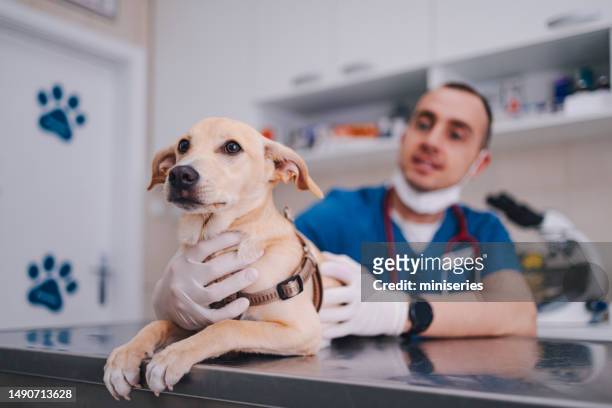 portrait d’un chien mignon allongé sur la table d’examen tandis qu’un vétérinaire méconnaissable le tient dans ses bras - table dexamen médical photos et images de collection