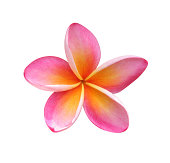 Frangipani - clipping path included