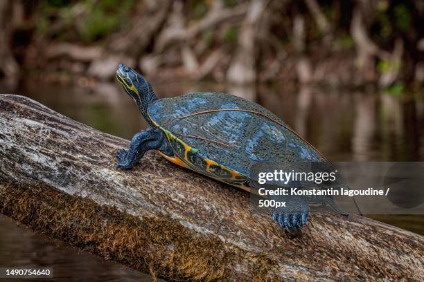 close-up of lizard on rock - florida red bellied cooter stock pictures, royalty-free photos & images